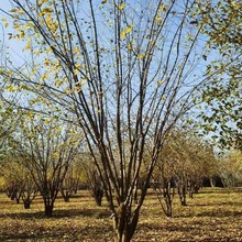 西安苗木公司供应丛生茶条槭 独干茶条槭熟货9米多杆丛生茶条槭