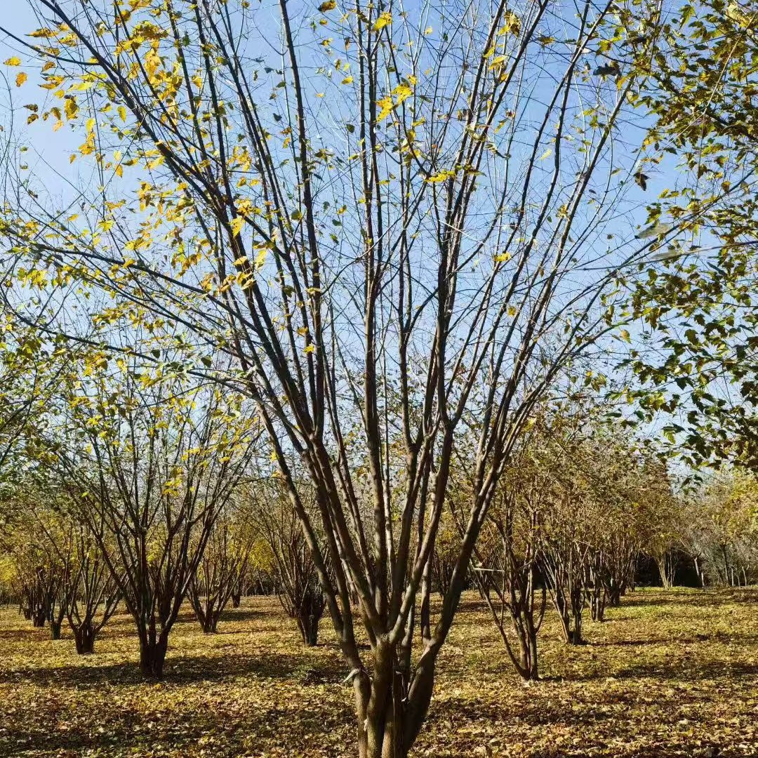 西安苗木公司供应丛生茶条槭 独干茶条槭熟货9米多杆丛生茶条槭