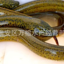 批发黄鳝苗 淡水养殖长鱼苗 鳝苗