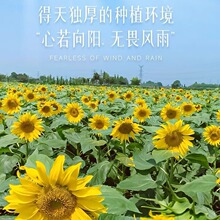 向日葵鲜花基地现采直发摆摊团购教师节送礼婚庆花艺