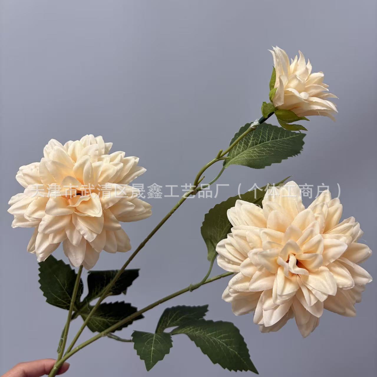 샴페인