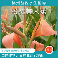 ��������ˮ���ۻ����˽�����ˮ��ֲ���ļ�����ͥԺ�����^��ֲ��