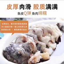 新鲜鲜冻海参斑鱼块原切石斑鱼片去内脏无砂海参石斑鱼商用批发