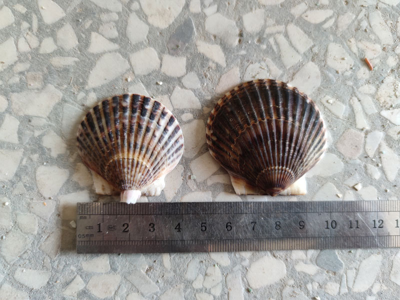 海湾扇贝灰色主图3