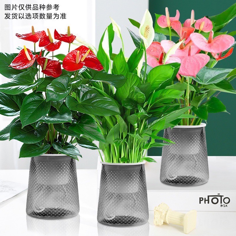 붉은 야자 + 흰색 야자 + 분홍색 야자 (회색 별이 빛나는 냄비) + 영양 용액