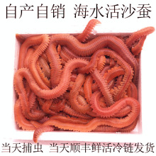 ∂活沙蚕 活饵 红虫青虫海蜈蚣海蚯蚓海钓鱼饵路亚饵鲈鱼饵包活