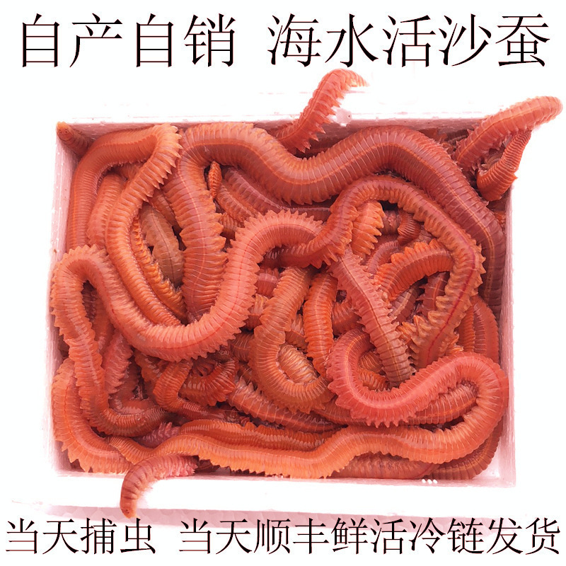 ∂活沙蚕 活饵 红虫青虫海蜈蚣海蚯蚓海钓鱼饵路亚饵鲈鱼饵包活