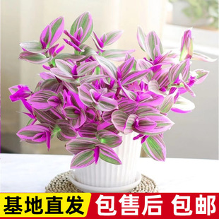 ��Y���m���Գ����B�^�~ֲ�����~���m�k���ҾGֲ�҃��ļ�����