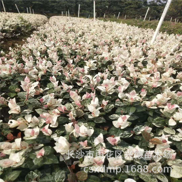 微信图片_20191106101437