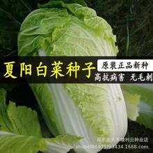 ���50��ײ˷N���ļ����ðײ��������쿹���͸ߜ��߲��r�Ҹ߮a��