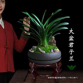 君子兰盆栽兰花室内花卉植物好养活玄关摆件客厅旺宅绿植盆景