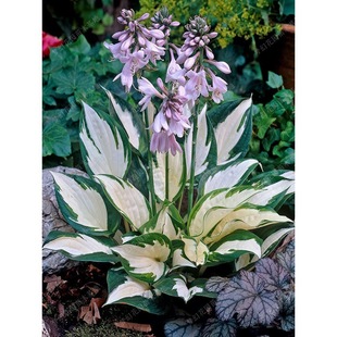 һ�����l�����������Ե��Ի��~�����������߅�������ͺ����ܾGֲ