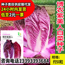 博农紫美人白菜种子里外紫色大白菜四季播种庭院田地农科院蔬菜籽