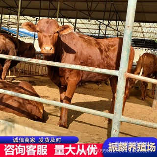 养殖场供应利木赞牛种牛 小牛犊子牛苗多少一头 肉牛犊