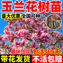 玉兰花盆栽树苗带花苞浓香型矮化盆栽室外庭院植物好养耐寒风景树