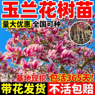 玉兰花树苗批发带花苞浓香型矮化盆栽室外庭院植物好养耐寒风景树
