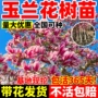 盆栽室外庭院植物风景树