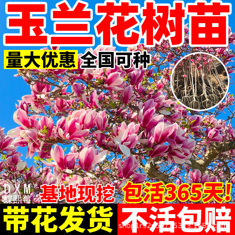 玉兰花盆栽树苗带花苞浓香型矮化盆栽室外庭院植物好养耐寒风景树