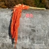 Orange 5