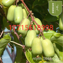 巨人软枣猕猴桃苗果树果苗当年结果软枣子猕猴桃树果苗南北方种植