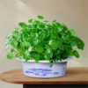 [Survival with leaf bag] High-quality large-leaf copper money grass * 1 [Hydroponics Qingshan basin with nutrient solution]