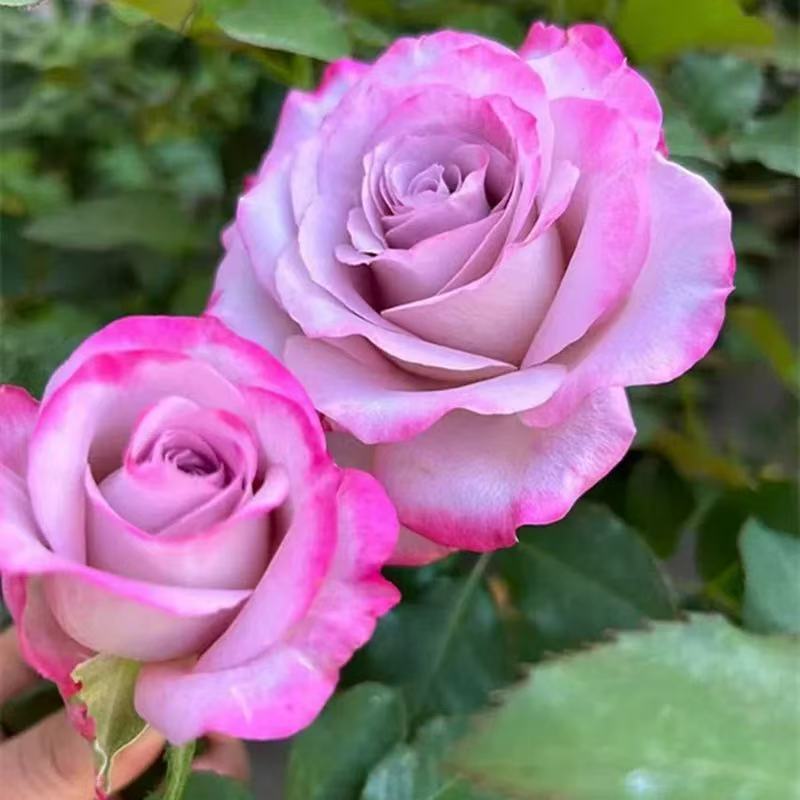四季咲きのバラの花苗、特大の花つる苗、屋内外のバルコニー鉢植えバラ|undefined