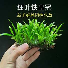 细叶铁皇冠新手鱼缸沉木造景水草绿植阴性真草好养活淡水皇冠植物