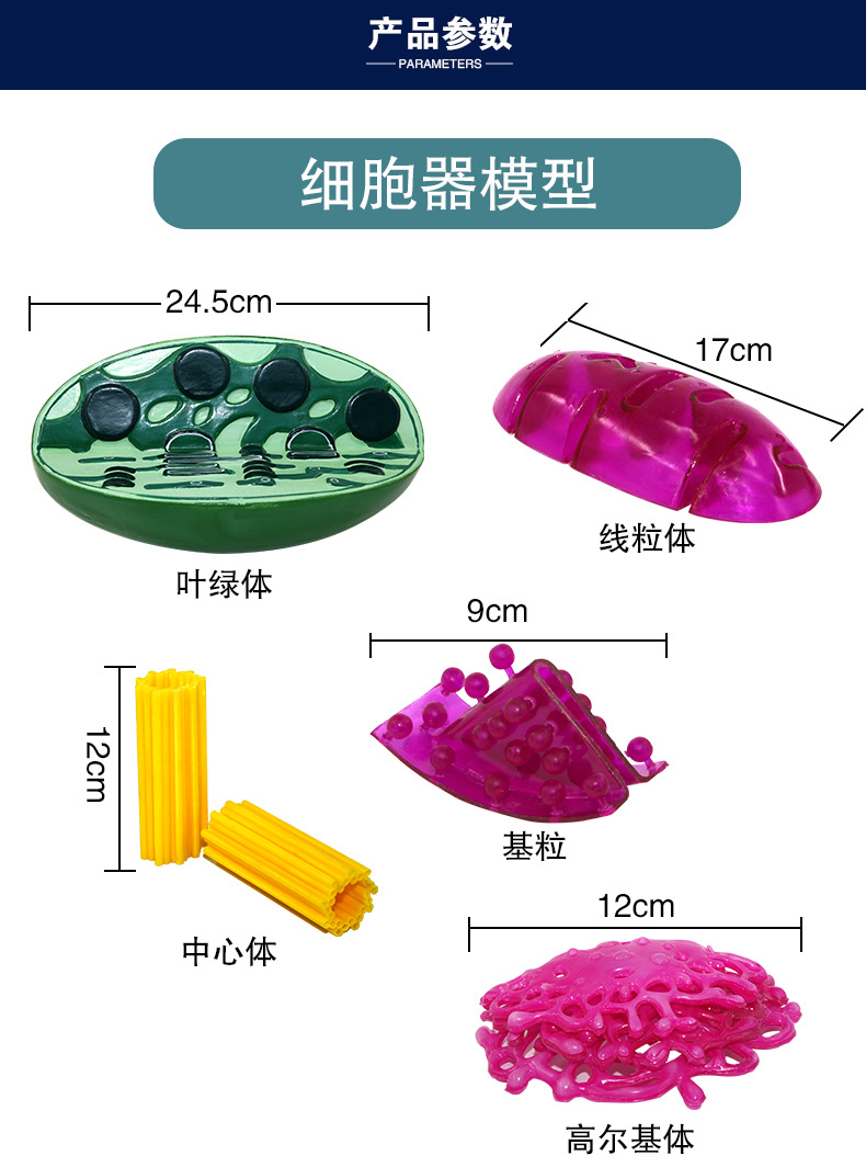 QH3324细胞器模型_04.jpg