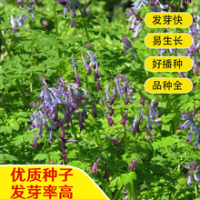 ~ϻNLëҰ㶹ëӹ@GBԴֲݲ