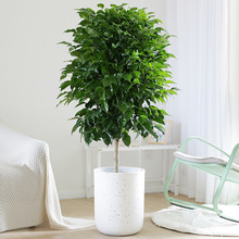幸福树盆栽大型绿植单杆平安树绿宝室内吸甲醛招财办公室客厅植物