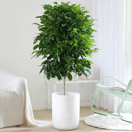 幸福树盆栽大型绿植单杆平安树绿宝室内吸甲醛招财办公室客厅植物