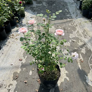 欧月灌木瑞典女王月季玫瑰花苗大花浓香阳台庭院花卉盆栽带花苞发