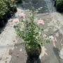 瑞典大花庭院浓香玫瑰花苗