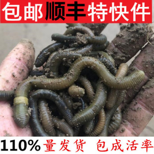 �����S�X��������������������������~�D�T�D���]