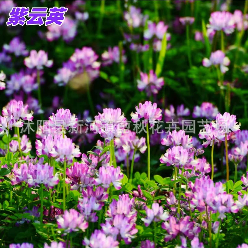 Семена астрагала синикуса сафлоровая трава фруктовый мед источник Зеленый навоз семена травы корм для крупного рогатого скота и овец деформированные семена кормовой травы