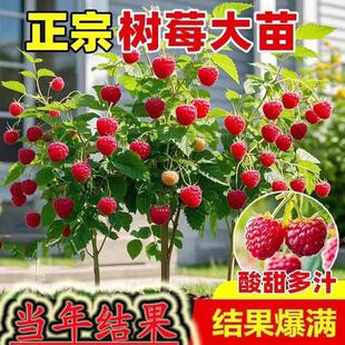 ��ݮ���p�������ӹ��������Ե����ϱ����Nֲ����Y���t�S