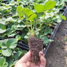 ļݮԺBtͲݮ玧ѨPʹ粻ʳ