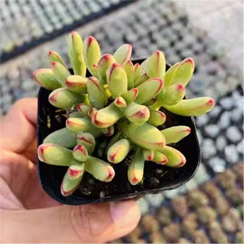 Nuevo huevo de melocotón, una caja completa de variedades raras, combinación de productos de alto precio, plantas de carne en maceta, micro paisaje, paquete de novatos. image 64