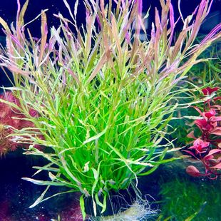 Brazilian Louver Grass Novice Lazy Water Plant Fish Tank Landscaping Purification Water Quality Oxygenation Ornaments Rose Type Red Series