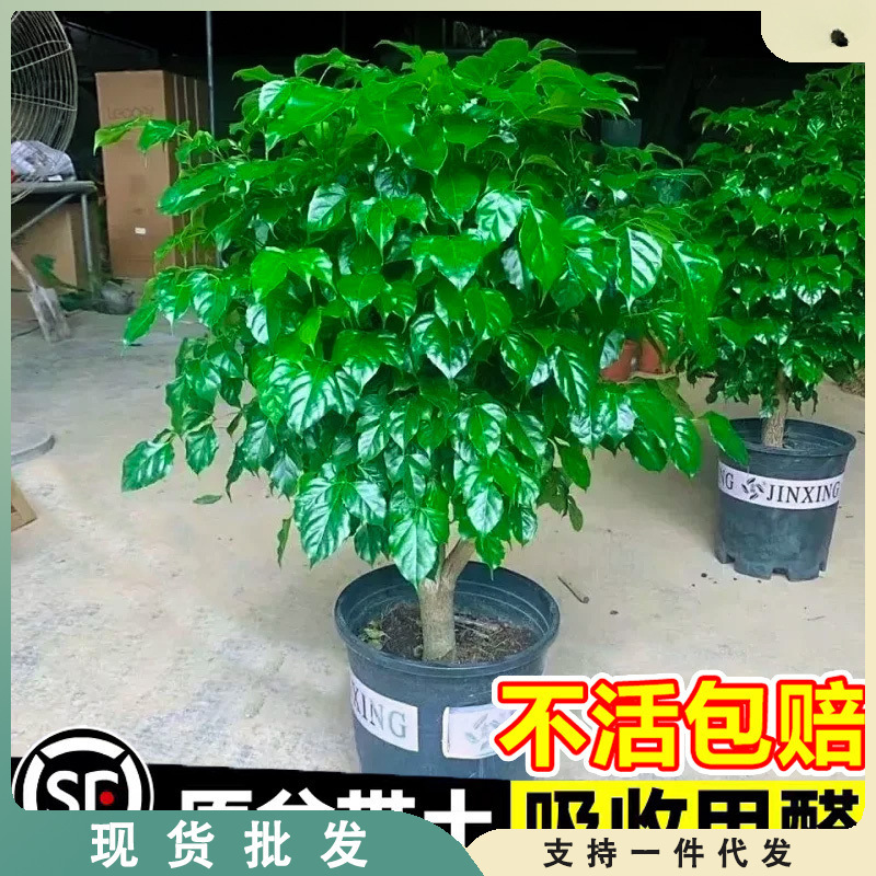 幸福树客厅盆栽大颗净化空气新家吸甲醛平安树四季常青发财树植物