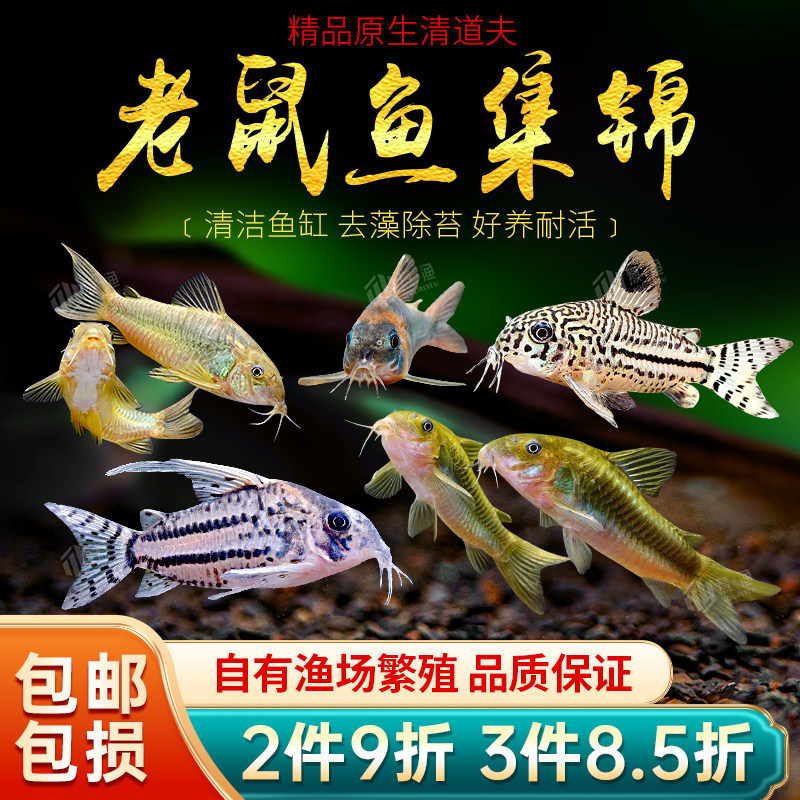 Cleaner Fish, Bottom-Dwelling Trash Fish, White Ratfish, Pepper Ratfish, Pearl Ratfish, Tool Fish, Ornamental Tropical Pet Fish, Live Fish