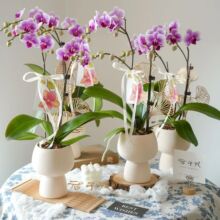 ����ߙn���մɻ����бP���_�m�������m�Gֲ����͸��W�t������ƿ