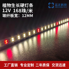 新款植物生长补光LED硬灯条 12V低压双排168珠花卉补灯2835灯条