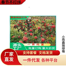 һ�����l���~�໨�����ٽ���������Ĵ���t�ۼt�����������໨��