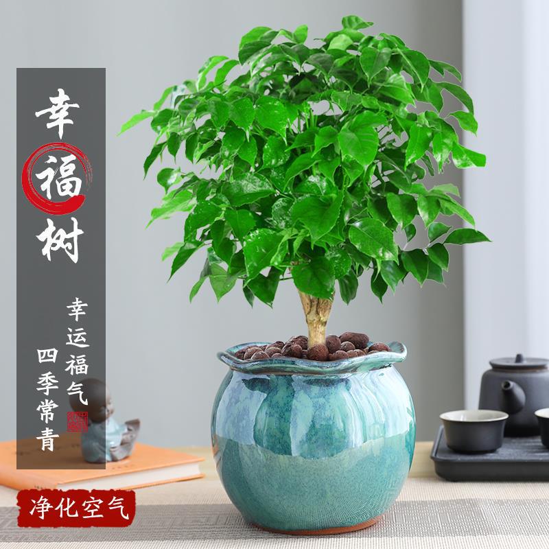 Potted Indoor Green Plant with a Large Base, Living Room Money Tree, Evergreen and Easy to Care For, Jingdezhen Ceramic Potted Indoor Green Plant with a Large Base, Living Room Money Tree, Evergreen and Easy to Care For, Jingdezhen Ceramic