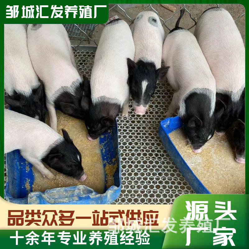 网红萌宠小香猪 泰国迷你香猪黑背巴马香猪 成年观赏幼体满月