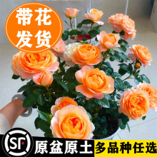 果汁阳台月季花苗盆栽玫瑰鲜花卉植物室内外带花苞阳台盆栽