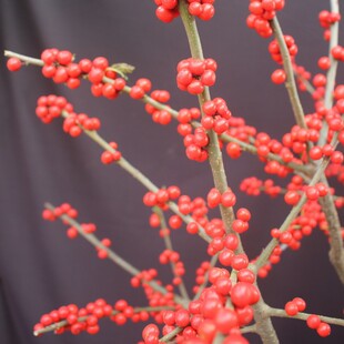 Imported North American Holly Potted Plants with Red Fruits for Male Trees, New Year's Eve Flowers, Real Florals, Cold-Resistant Florals, North American Holly Saplings