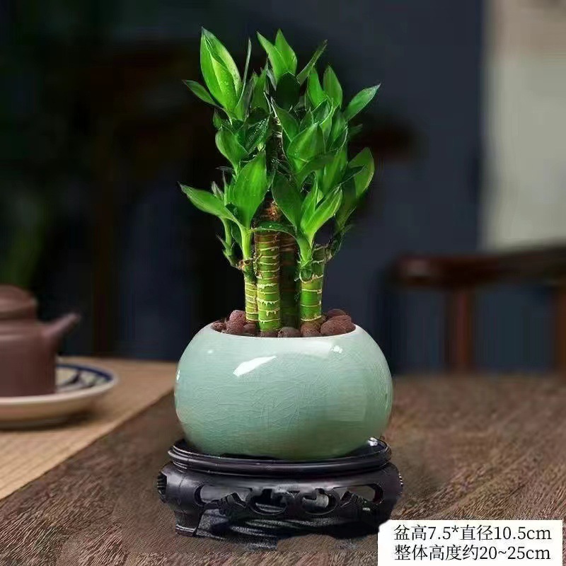 [국민트렌드 뉴스타일] 엄선된 연꽃대나무(녹색얼음 세라믹 세면대) 베이스+영양액 포함