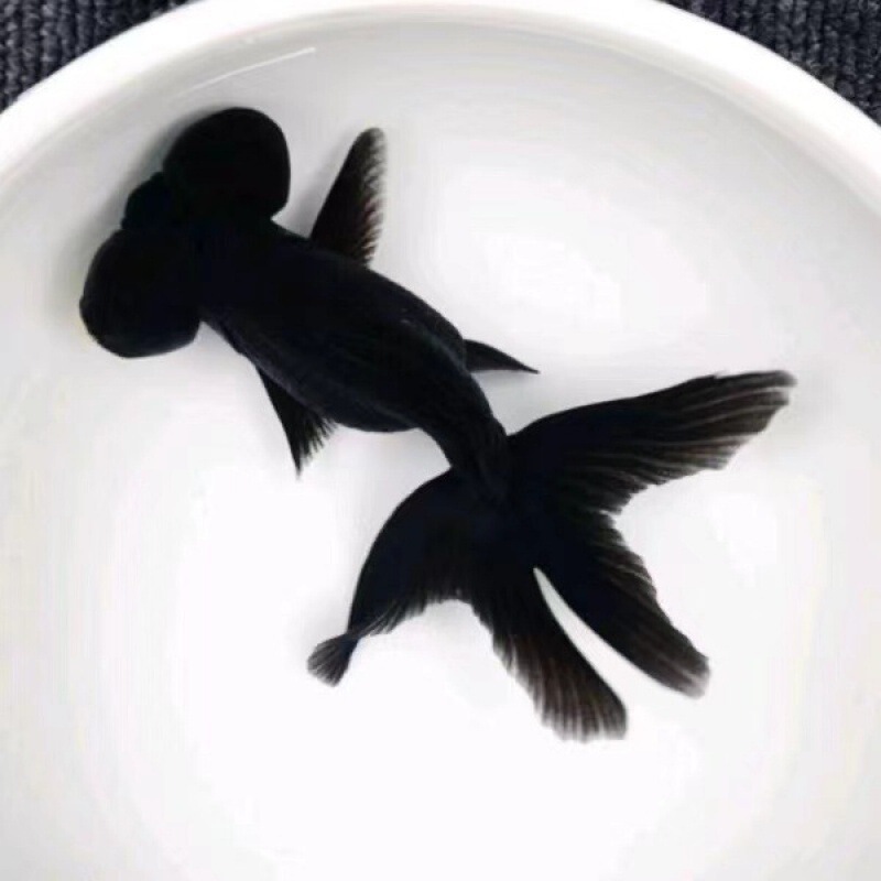 小金魚卸売、活魚、観賞魚、小卸売、鯉、鯉、三色赤白子頭、入門レベルの耐久性のあるヘアエクステンション|undefined